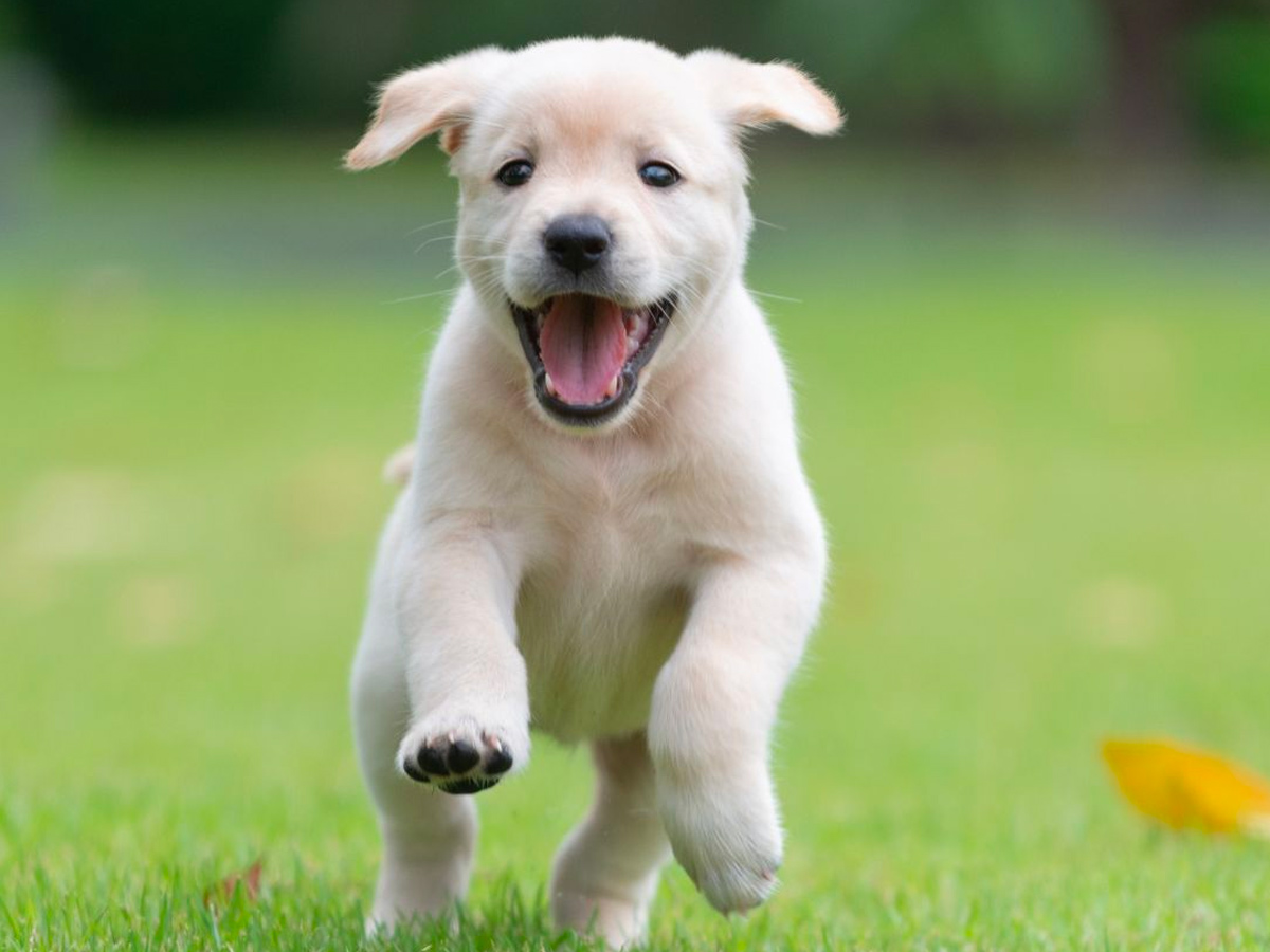 puppy dog running on grass