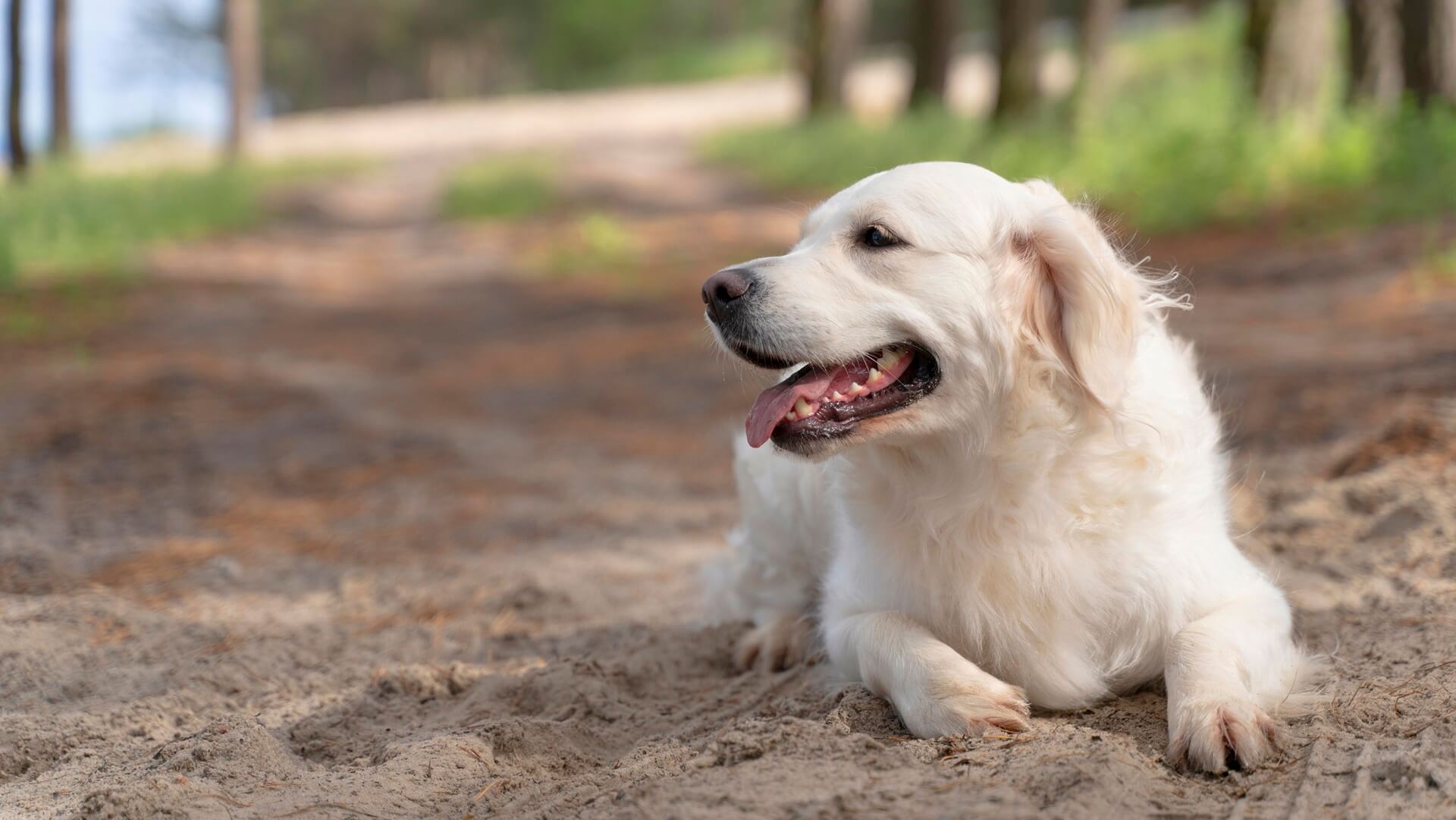 dog lying in the sand