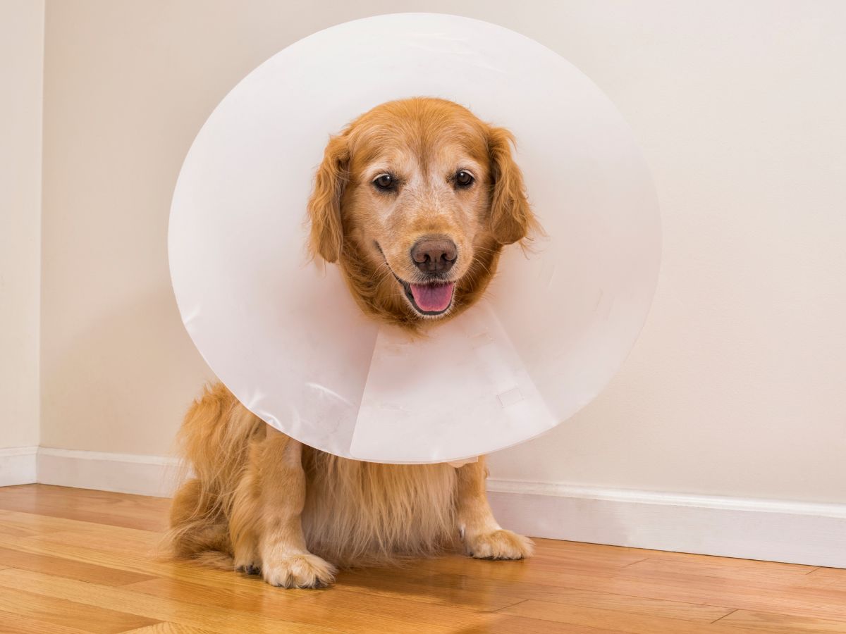 Dog wearing e-collar for surgery