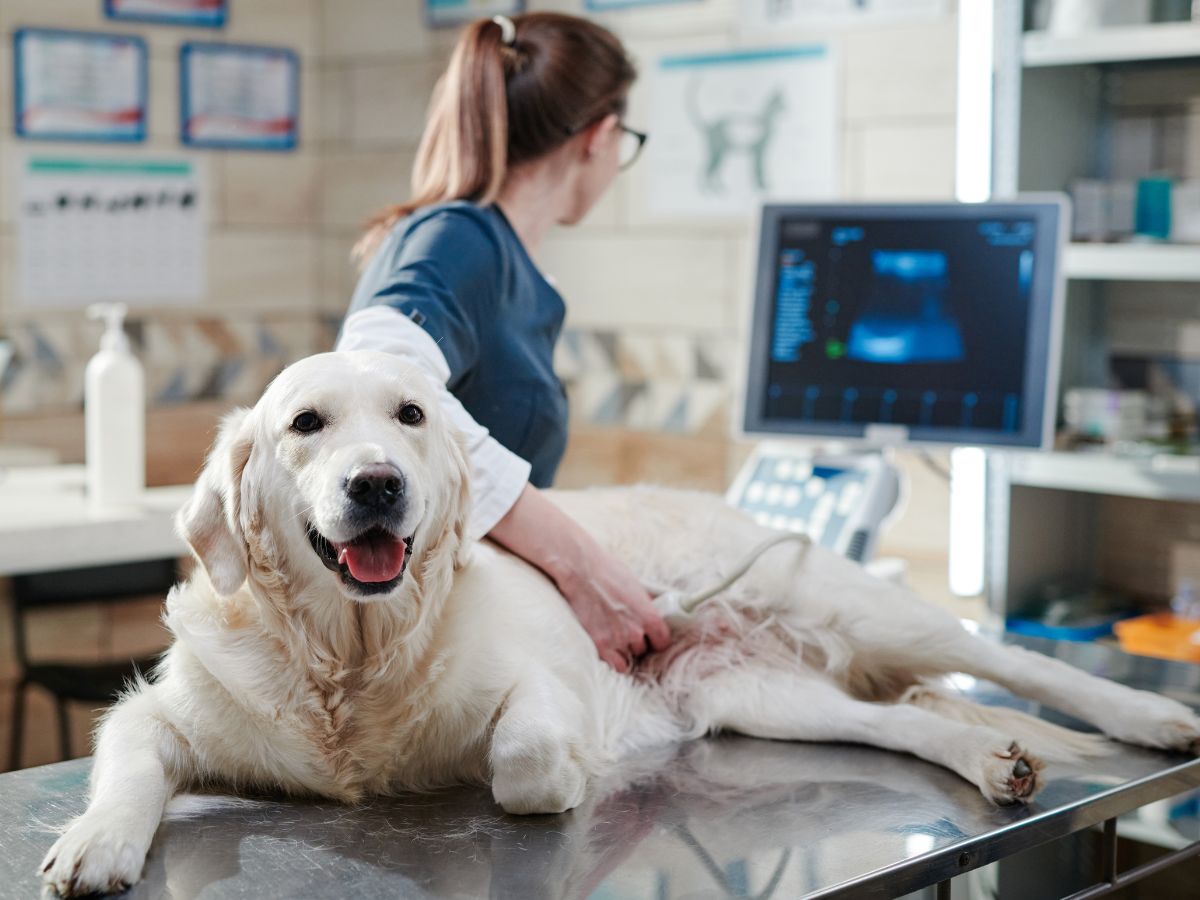 Vet performing ultrasound scan on Dog